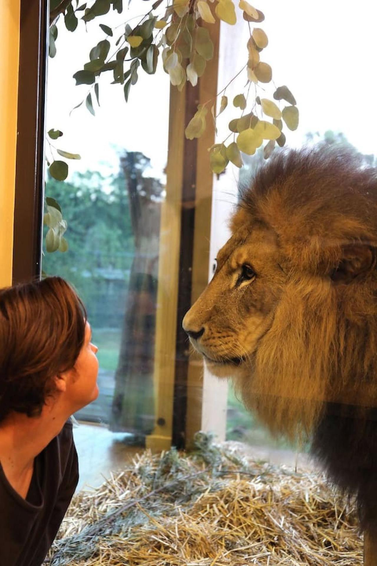 Big Cat Bungalows At The Haven - Lion 2 Canastota Eksteriør billede